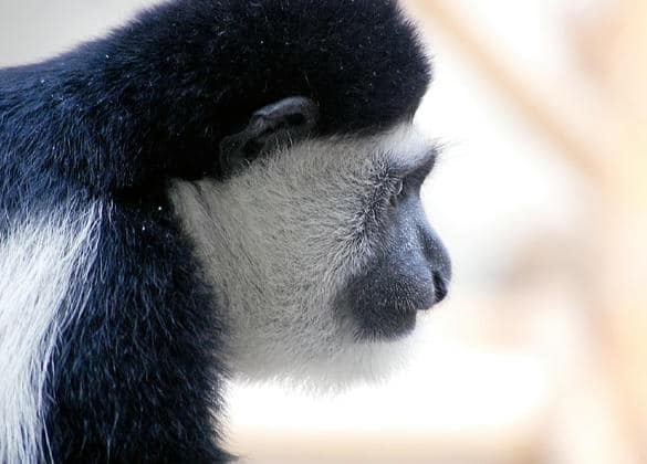 動物図鑑・クロシロコロブス 1